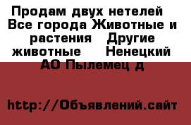 Продам двух нетелей - Все города Животные и растения » Другие животные   . Ненецкий АО,Пылемец д.